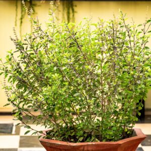 tulsi-desh-trends