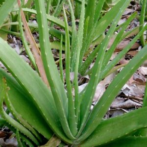 aloe-vera-deshtrends